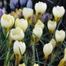 Crocus chrysanthus 'Cream Beauty'