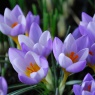 Crocus sieberi 'Firefly'