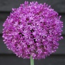 Allium Ambassador