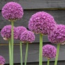 Allium Ambassador