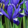 Iris reticulata 'Fabiola'