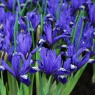 Iris reticulata 'Fabiola'