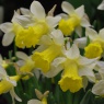 Narcissus 'Topolino'