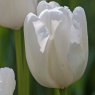 Tulipa 'Hakuun'
