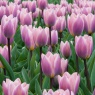 Tulipa 'Light & Dreamy'