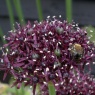 Allium atropurpureum