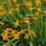 Crocosmia George Davison