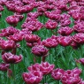 Tulipa 'Dream Touch'