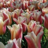 Tulipa 'Sanne'