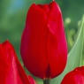 Tulipa 'Kingsblood'