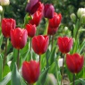 Tulipa 'Kingsblood'