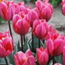 Tulipa 'Pretty Princess'