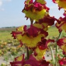 Gladiolus grandiflora Far West