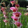 Gladiolus grandiflora 'Fiorentina'