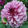 Dahlia 'Crème de Cassis' AGM