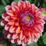 Dahlia 'Daisy Duke'