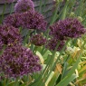 Allium 'Firmament'