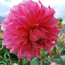 Dahlia 'Islander'