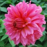 Dahlia 'Islander'