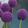 Allium giganteum AGM