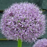 Allium 'Gladiator' AGM