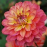 Dahlia 'Melody Allegro'