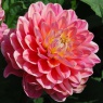 Dahlia 'Melody Allegro'