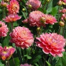 Dahlia 'Melody Allegro'