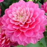 Dahlia 'Melody Pink Allegro'