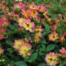 Dahlia 'Pacific Ocean'