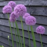 Allium 'Gladiator' AGM