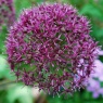 Allium Ostara