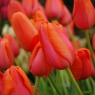 Tulipa 'Avignon'