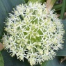 Allium karataviense 'Ivory Queen'