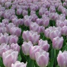 Tulipa 'Candy Prince'