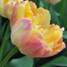 Tulipa 'Crème Upstar'