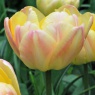 Tulipa 'Crème Upstar'