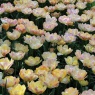 Tulipa 'Crème Upstar'