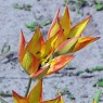 Tulipa orphanidea 'Flava'