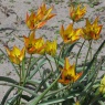 Tulipa orphanidea 'Flava'