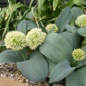 Allium karataviense 'Ivory Queen'