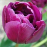 Tulipa 'Purple Peony'