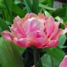 Tulipa 'Pink Star'