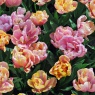 Tulipa 'Pink Star'