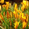 Crocus angustifolius minor