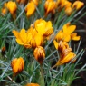 Crocus ‘Orange Monarch’