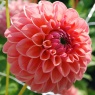 Dahlia 'Linda's Baby'