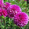 Dahlia 'Purple Fox'