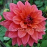 Dahlia 'American Dawn'