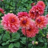 Dahlia 'American Dawn'